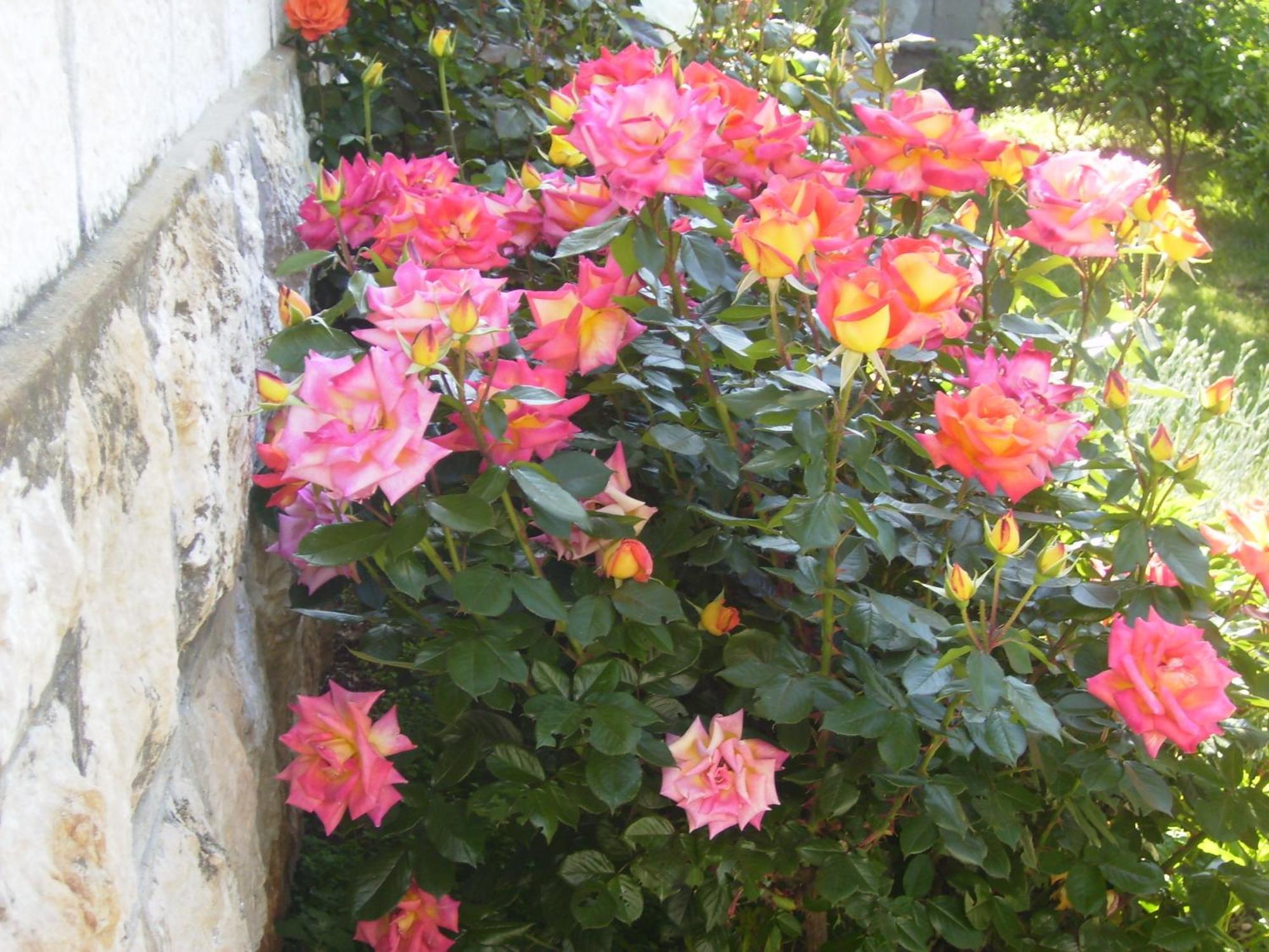 Apartmán Flora Dubrovnik