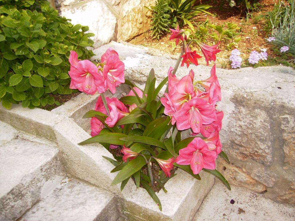 Flora * Dubrownik